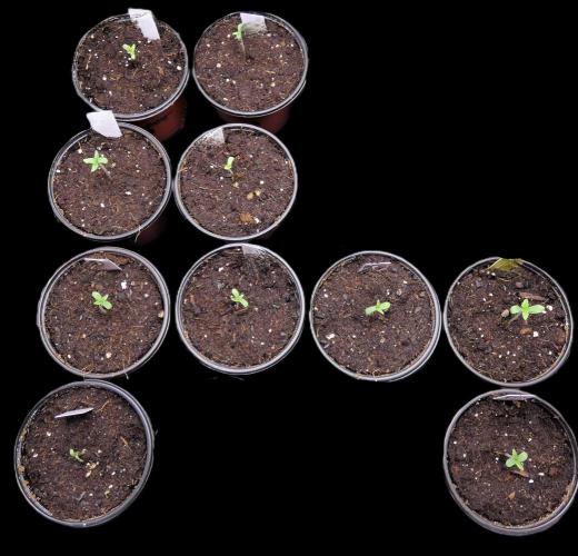 Strain in Progress F1. Week 0