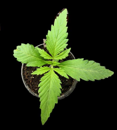 Strain in Progress F1. Week 1