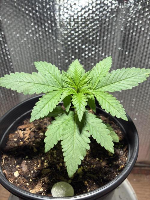FrostBanger Auto (F4) from Fast Buds. Week 2 - Slight heat stress burns from hardening off in California sun