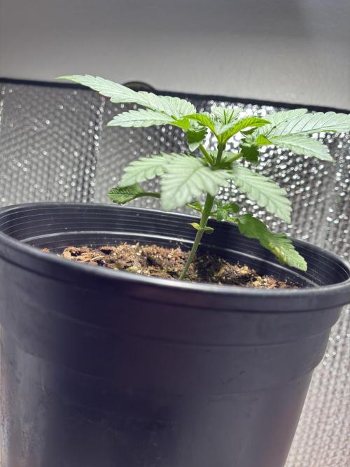 FrostBanger Auto (F4) from Fast Buds. Week 2