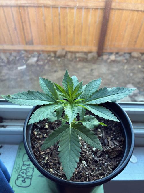 FrostBanger Auto (F4) from Fast Buds. Week 2