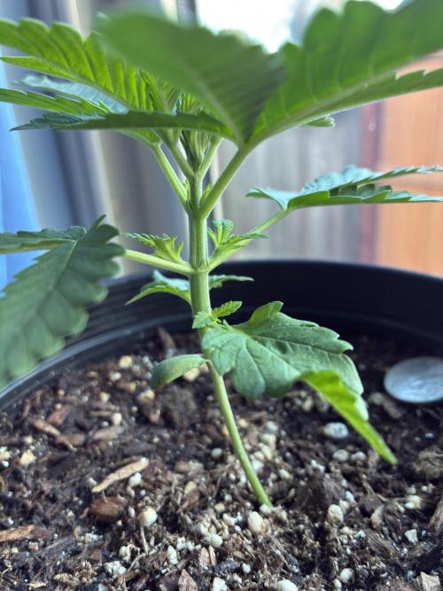FrostBanger Auto (F4) from Fast Buds. Week 2