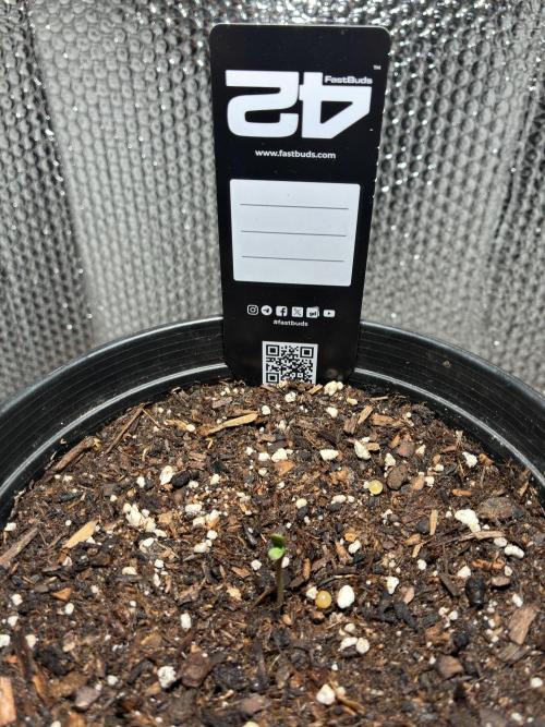 FrostBanger Auto (F4) from Fast Buds. Week 0