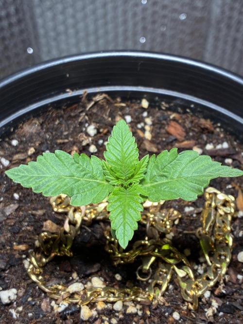 FrostBanger Auto (F4) from Fast Buds. Week 1