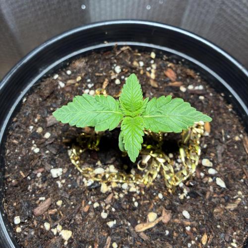 FrostBanger Auto (F4) from Fast Buds. Week 1