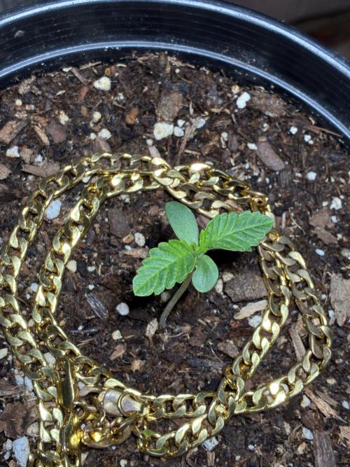 FrostBanger Auto (F4) from Fast Buds. Week 1