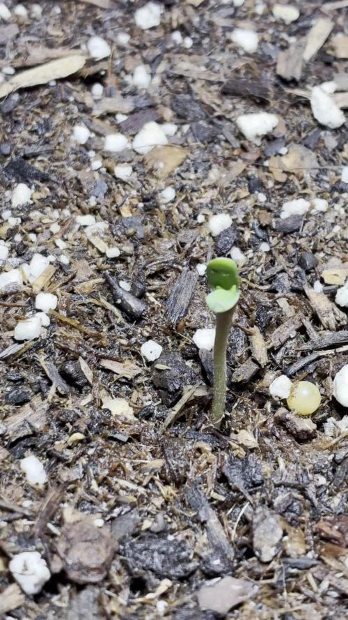 Frostbanger Auto. Week 0