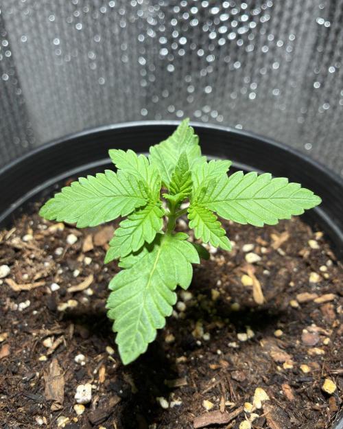 FrostBanger Auto (F4) from Fast Buds. Week 1