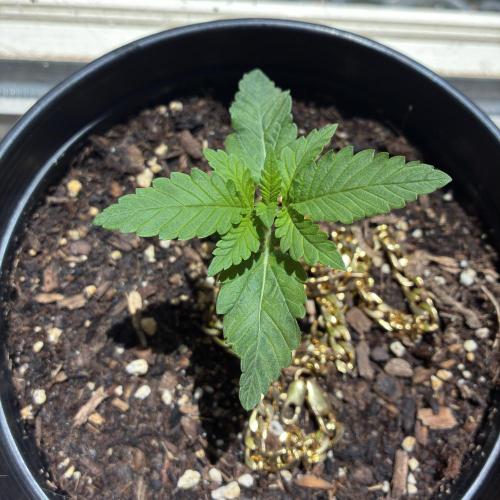 FrostBanger Auto (F4) from Fast Buds. Week 1