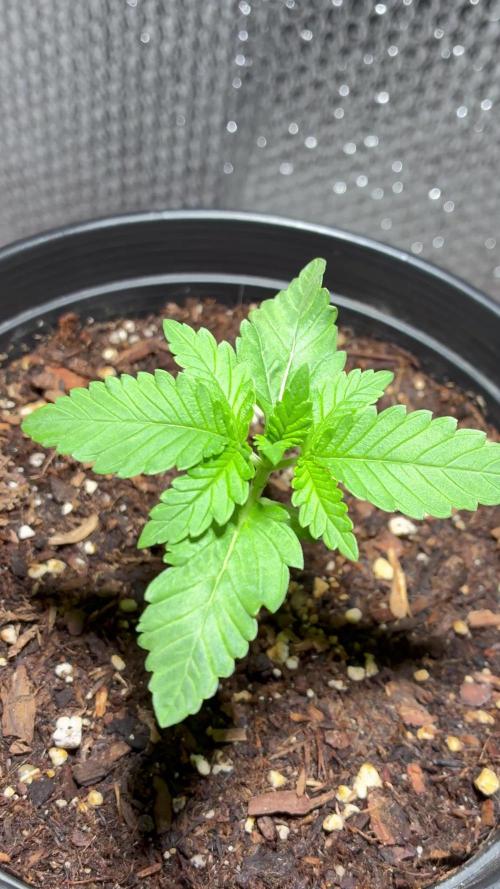 FrostBanger Auto (F4) from Fast Buds