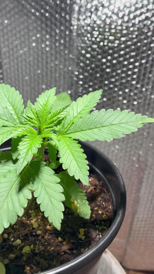 FrostBanger Auto (F4) from Fast Buds