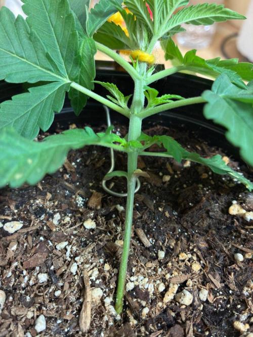 FrostBanger Auto (F4) from Fast Buds. Week 3