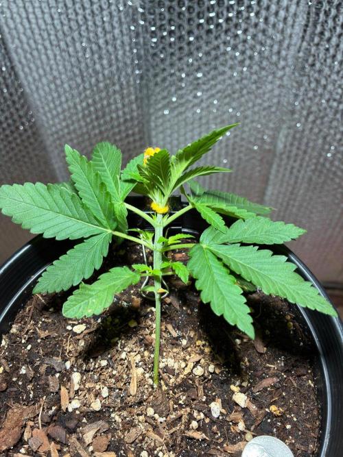 FrostBanger Auto (F4) from Fast Buds. Week 3