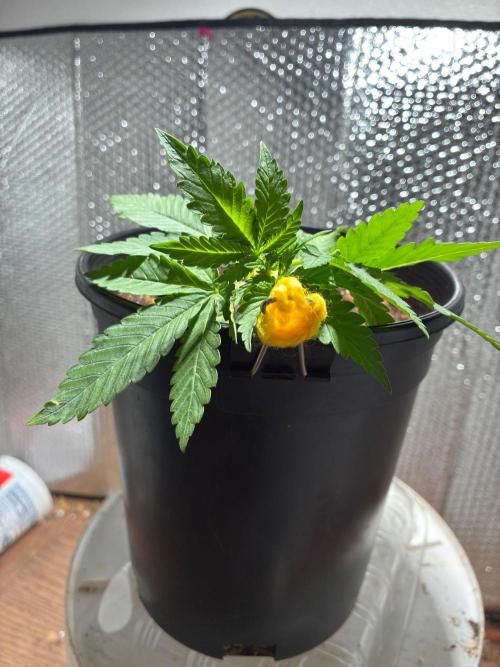 FrostBanger Auto (F4) from Fast Buds. Week 3