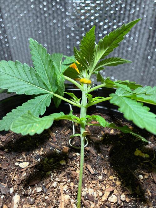 FrostBanger Auto (F4) from Fast Buds. Week 3
