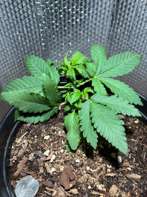 FrostBanger Auto (F4) from Fast Buds. Week 3