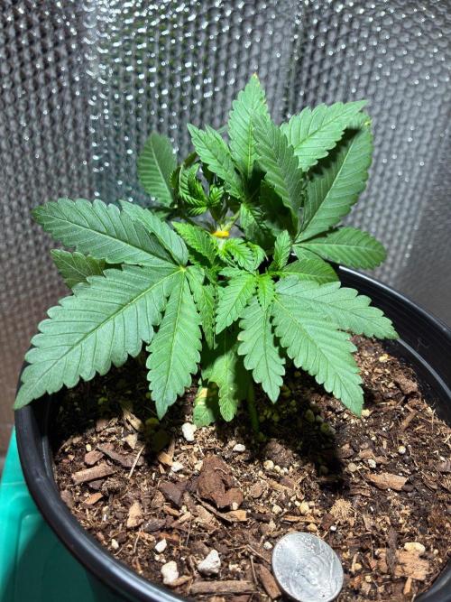 Frostbanger Auto. Week 3