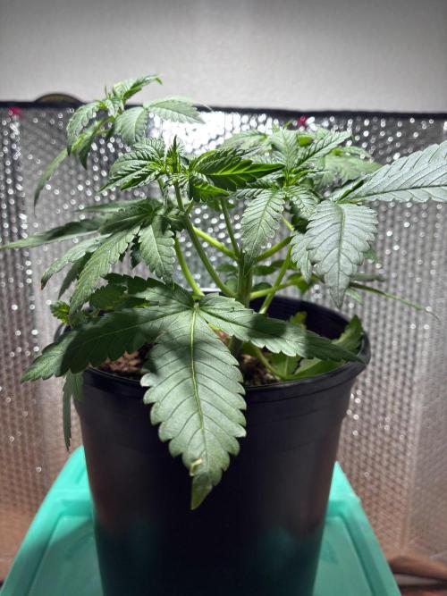 FrostBanger Auto (F4) from Fast Buds. Week 4