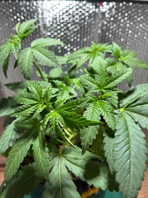 FrostBanger Auto (F4) from Fast Buds. Week 4