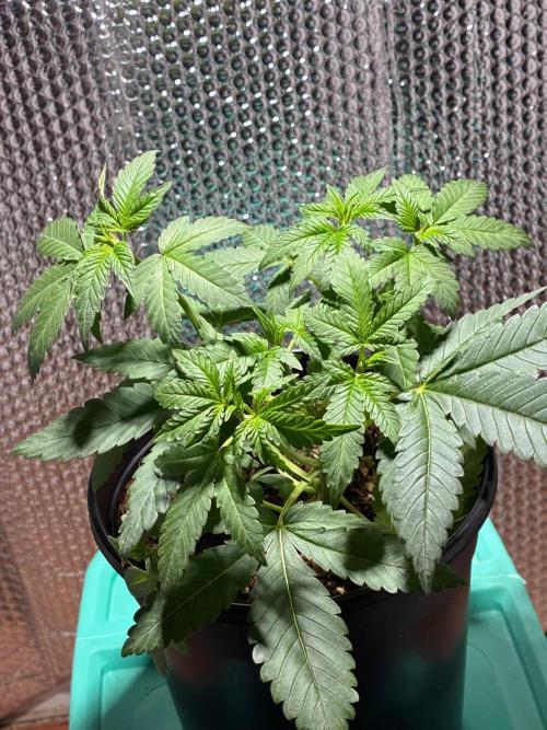 FrostBanger Auto (F4) from Fast Buds. Week 4