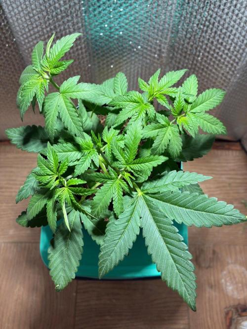 FrostBanger Auto (F4) from Fast Buds. Week 4