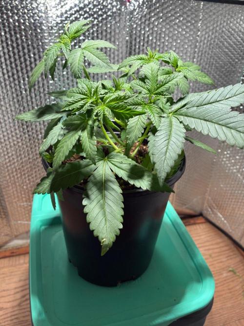 FrostBanger Auto (F4) from Fast Buds. Week 4
