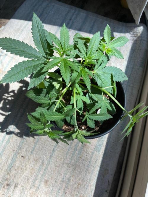 FrostBanger Auto (F4) from Fast Buds. Week 4
