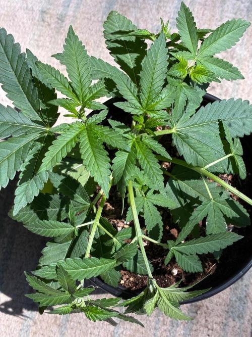 FrostBanger Auto (F4) from Fast Buds. Week 4