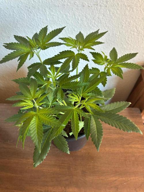 FrostBanger Auto (F4) from Fast Buds. Week 4
