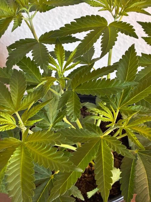 FrostBanger Auto (F4) from Fast Buds. Week 4