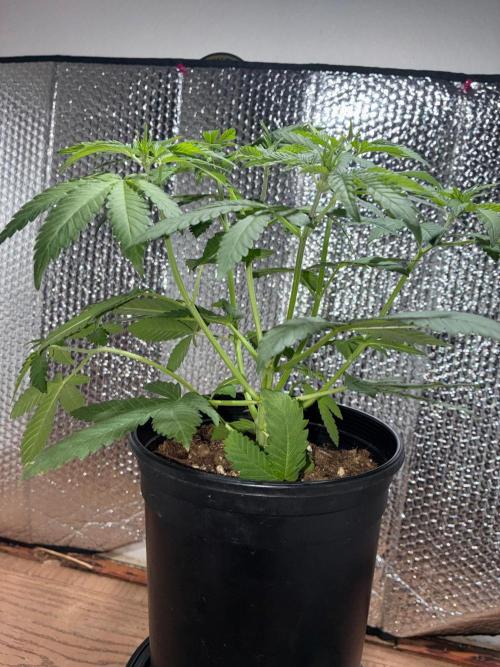 FrostBanger Auto (F4) from Fast Buds. Week 4