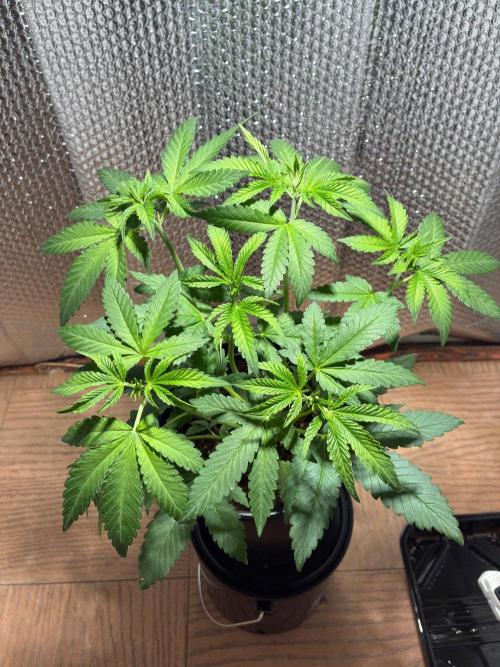 FrostBanger Auto (F4) from Fast Buds. Week 4