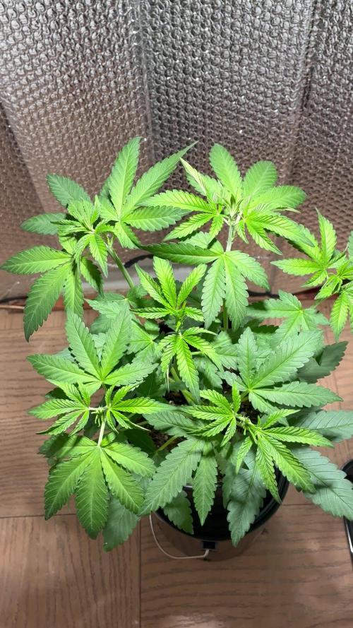 FrostBanger Auto (F4) from Fast Buds