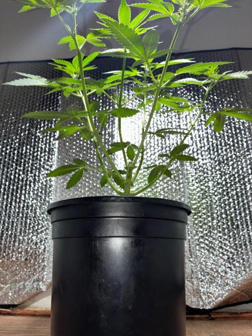 FrostBanger Auto (F4) from Fast Buds. Week 5