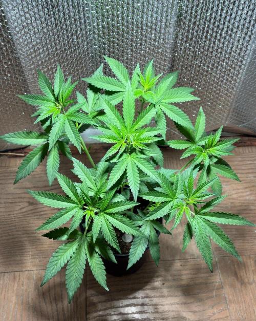 FrostBanger Auto (F4) from Fast Buds. Week 5