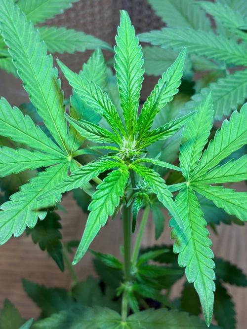 FrostBanger Auto (F4) from Fast Buds. Week 5