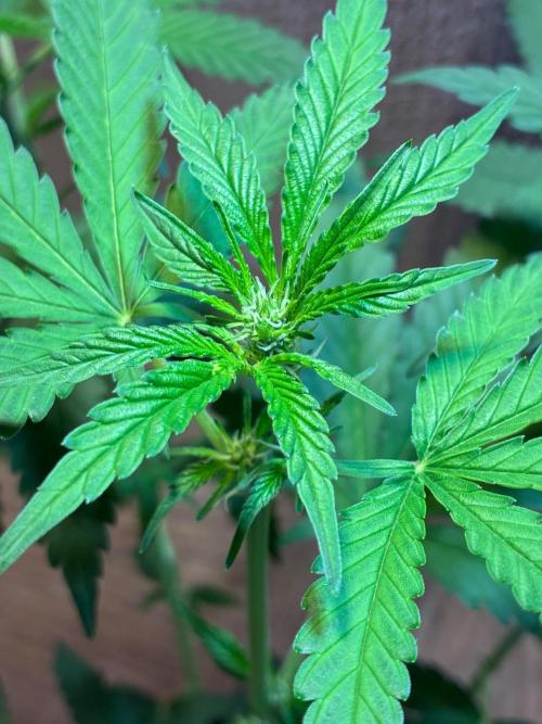 FrostBanger Auto (F4) from Fast Buds. Week 5