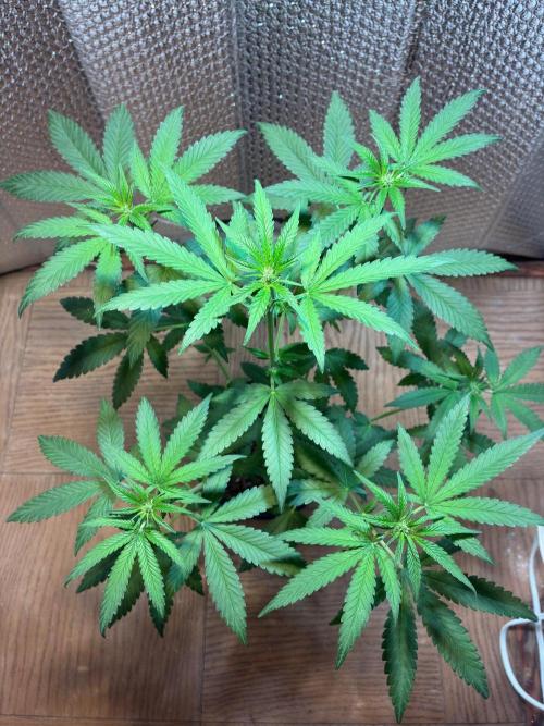 FrostBanger Auto (F4) from Fast Buds. Week 5