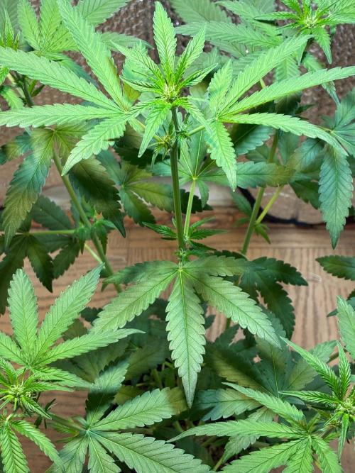 FrostBanger Auto (F4) from Fast Buds. Week 5