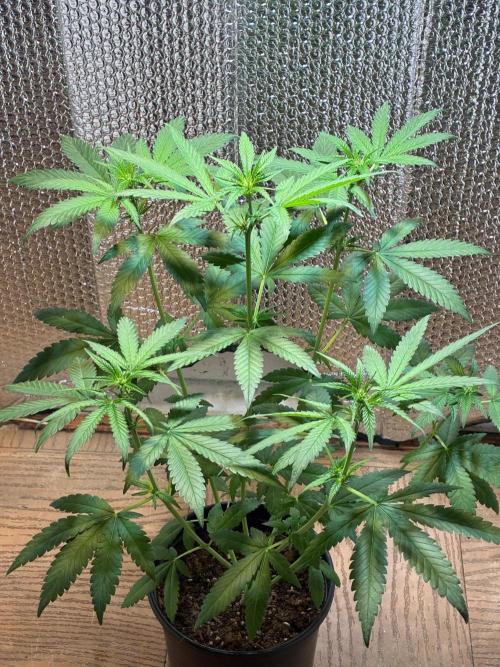 FrostBanger Auto (F4) from Fast Buds. Week 5