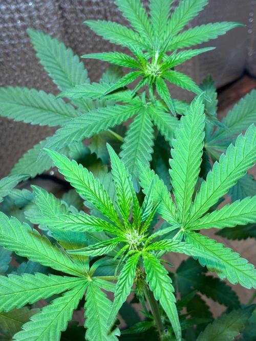 FrostBanger Auto (F4) from Fast Buds. Week 5