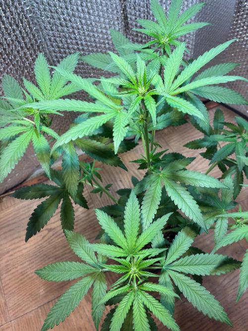 FrostBanger Auto (F4) from Fast Buds. Week 5