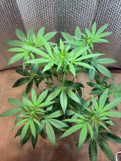 FrostBanger Auto (F4) from Fast Buds. Week 5