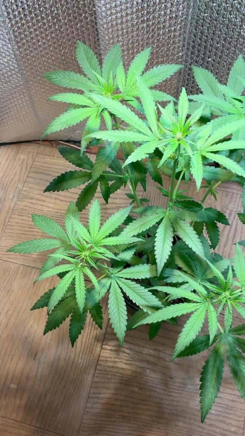 FrostBanger Auto (F4) from Fast Buds