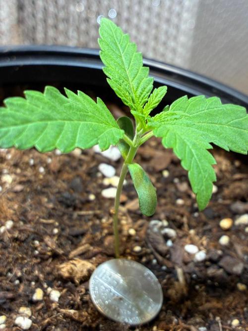 Pineapple OG Auto F4 Fast Buds. Week 1