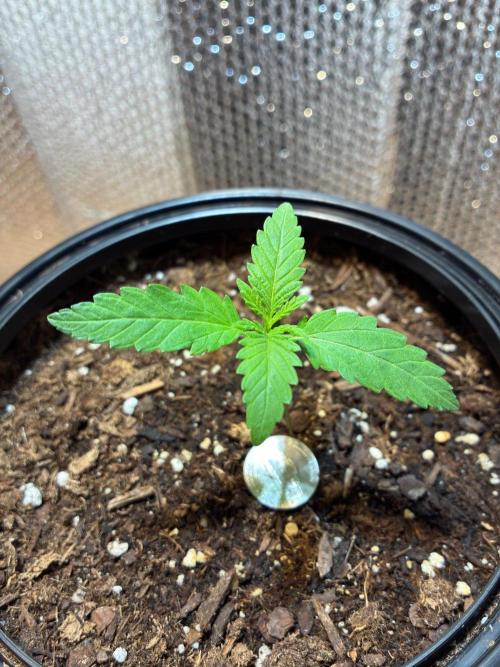 Pineapple OG Auto F4 Fast Buds. Week 1