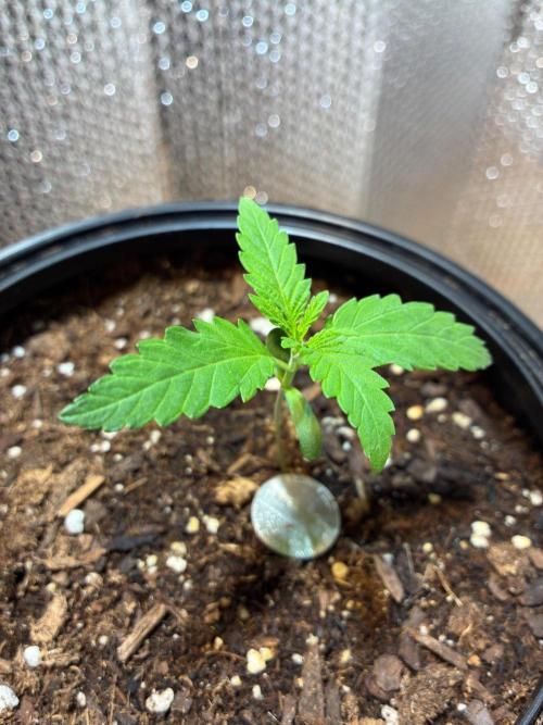 Pineapple OG Auto F4 Fast Buds. Week 1