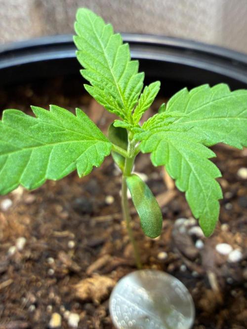 Pineapple OG Auto F4 Fast Buds. Week 1