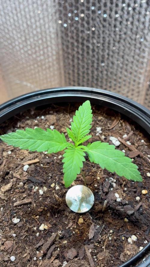 Pineapple OG Auto F4 Fast Buds