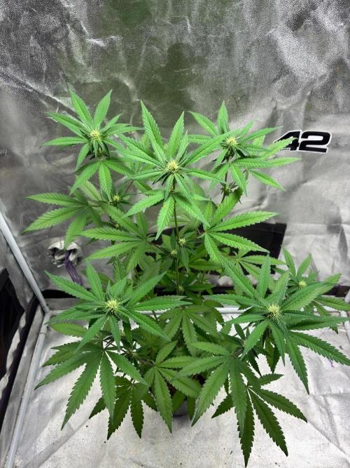 FrostBanger Auto (F4) from Fast Buds. Week 6